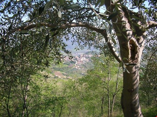  vista tra gli ulivi della chiesa di arquà petrarca  