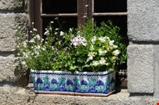 Fiori