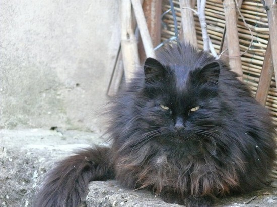 Micio selvaggio