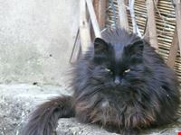 Micio selvaggio
