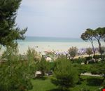 veduta pineta spiaggia pineto veduta pineta spiaggia pineto