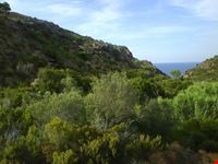 Isola di Capraia