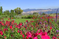Assisi Festa delle salvie e mostra di florovivaismo "Al Lavandeto di Assisi è l' ora del giardino"