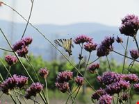 Giardino delle salvie