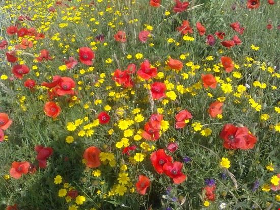  Campagna intorno a Labico  