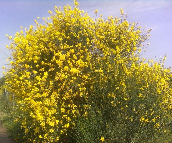 Ginestra