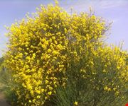 Ginestra