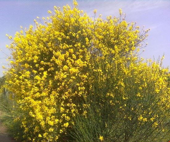  Campagna intorno a Labico  