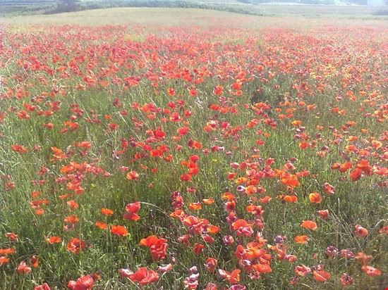  Campagna intorno a Labico  