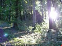 Luce