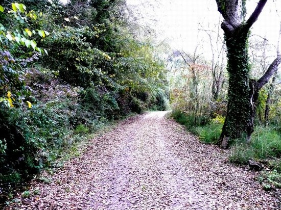 Il viale dei colori