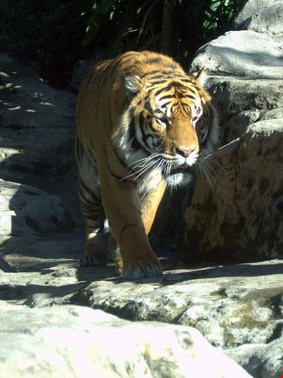 Zoo - Yortw - Yortw - Creative Commons
