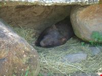 wombat cairns