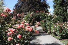 christchurch botanic garden