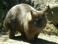 wombat in azione cairns