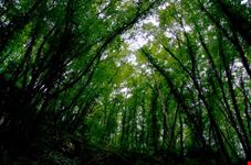 Parco valle del Treja: bosco di carpini