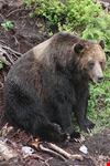 vancouver bear watching