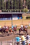 vancouver hastings park racecourse