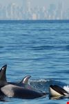 vancouver wild whales
