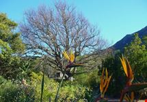 i giardini di kirstenbosh citta del capo