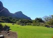 vista dei giardini a kirstenbosh citta del capo
