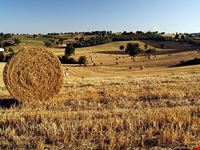 terni fields of gold
