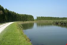Treviso