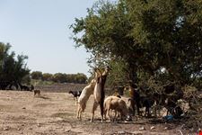Caprette sugli alberi
