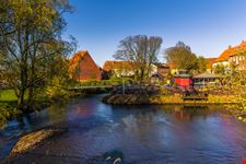Ribe