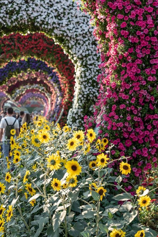 Dubai Miracle Garden stock.adobe.com 