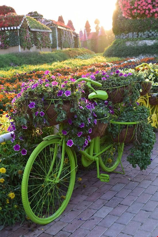 Dubai Miracle Garden stock.adobe.com 