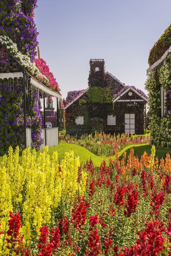 Dubai Miracle Garden stock.adobe.com 