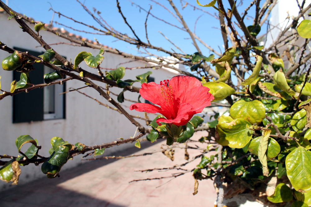 Binibeca