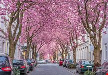Heerstrasse, il Viale dei Ciliegi