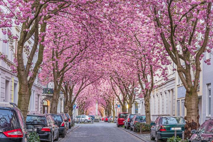 Fioritura dei ciliegi 2022: dove ammirare i Sakura