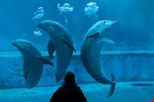 Acquario