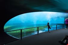 Acquario