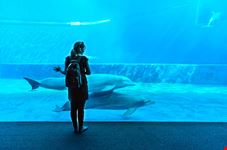 Acquario