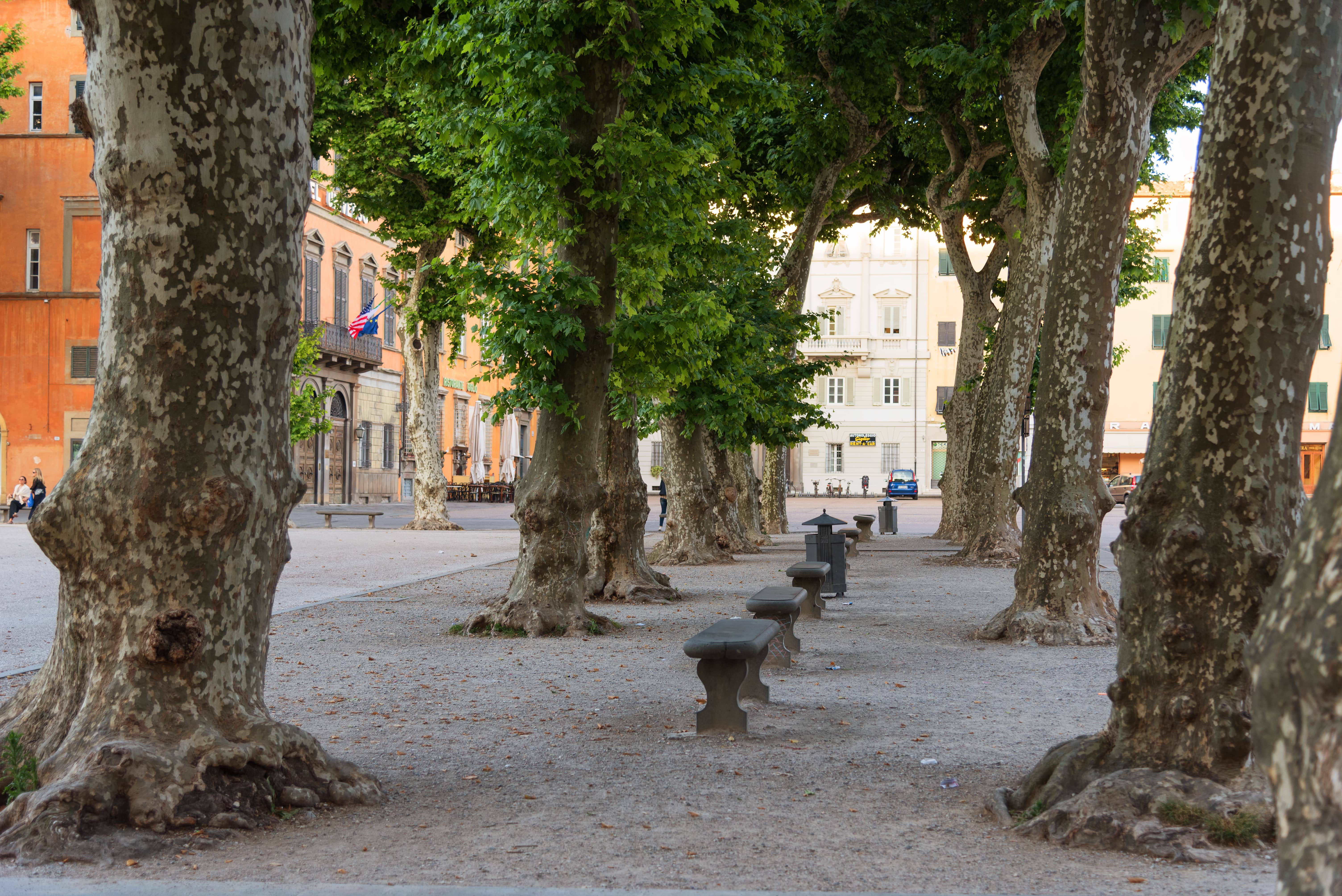 Lucca