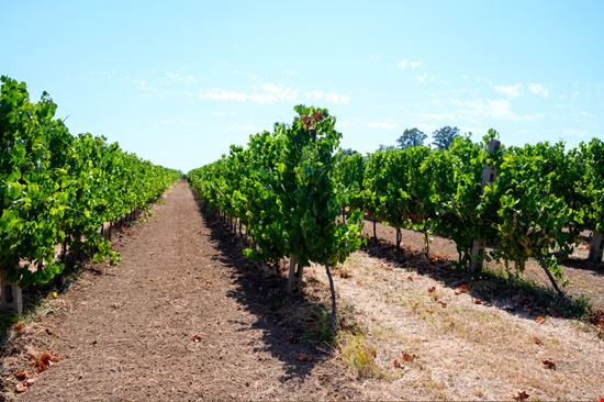 Strada dei Vini dei Castelli Romani Itinerario nel gusto alle porte di Roma barmalini - Shutterstock.com 