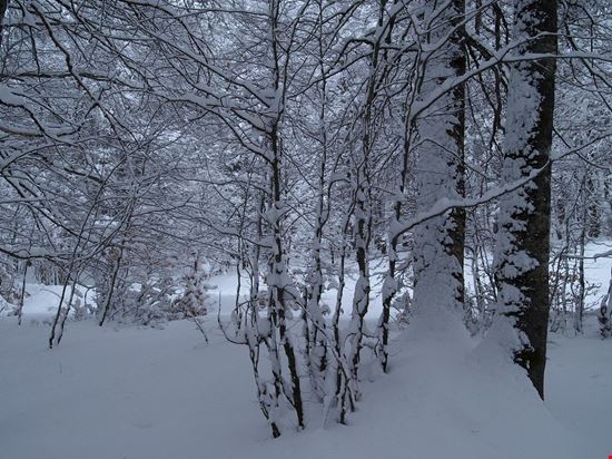 Macchiarvana Tesori d'Abruzzo "Bosco di Macchiarvana" by Marco Tersigni is licensed under CC BY-NC-ND 2.0 