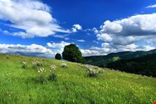 Forca Canapine