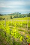 Montepulciano