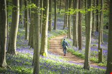 Foresta Blu