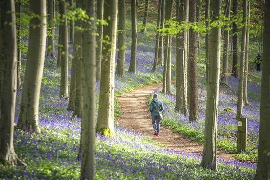 Foresta Blu Foresta Blu Stefano Termanini - Shutterstock.com Stefano Termanini