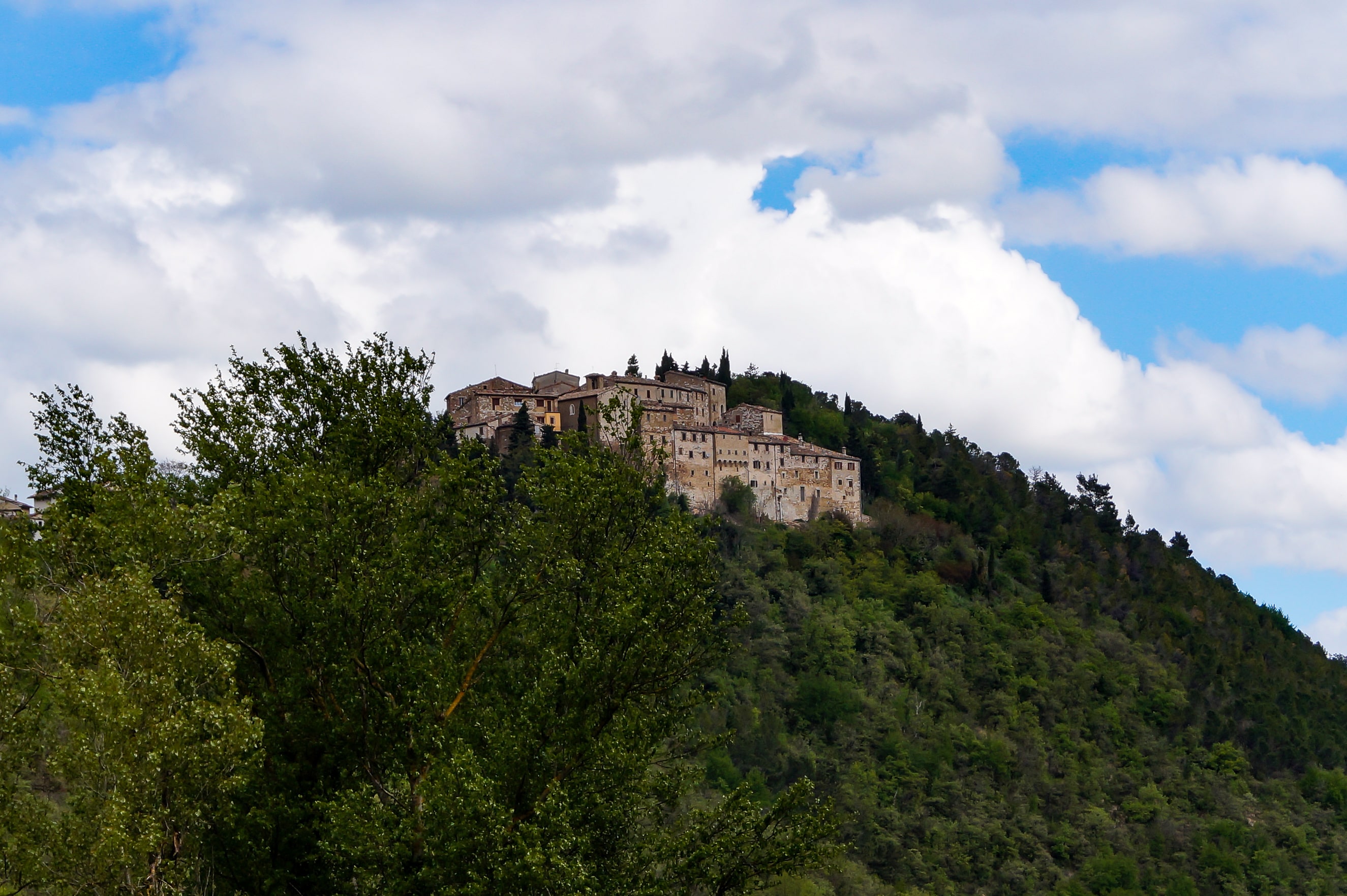 Avacelli