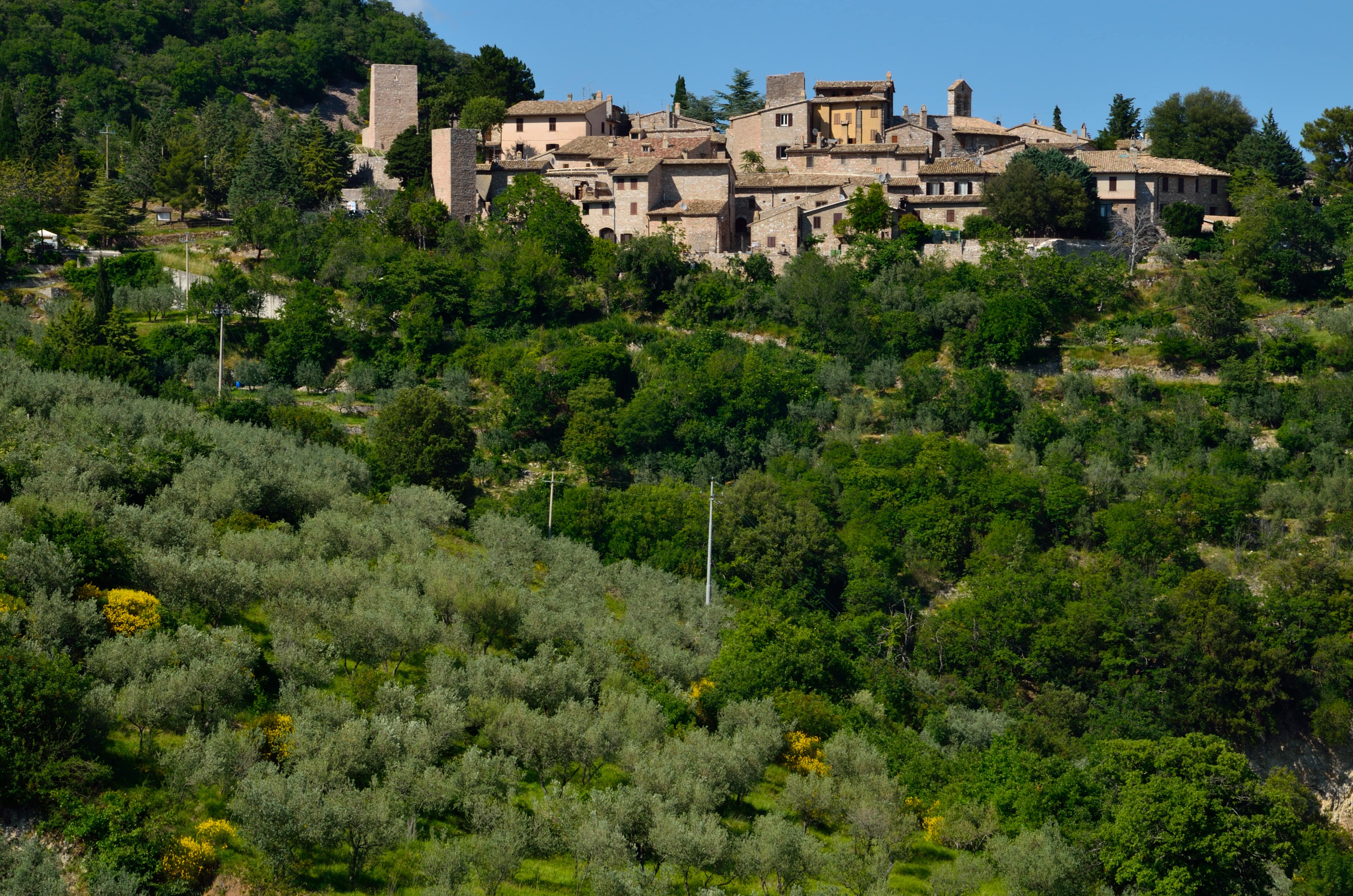 Collepino