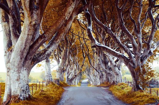 The Dark Hedges The Dark Hedges Michal Durinik - Shutterstock.com Michal Durinik