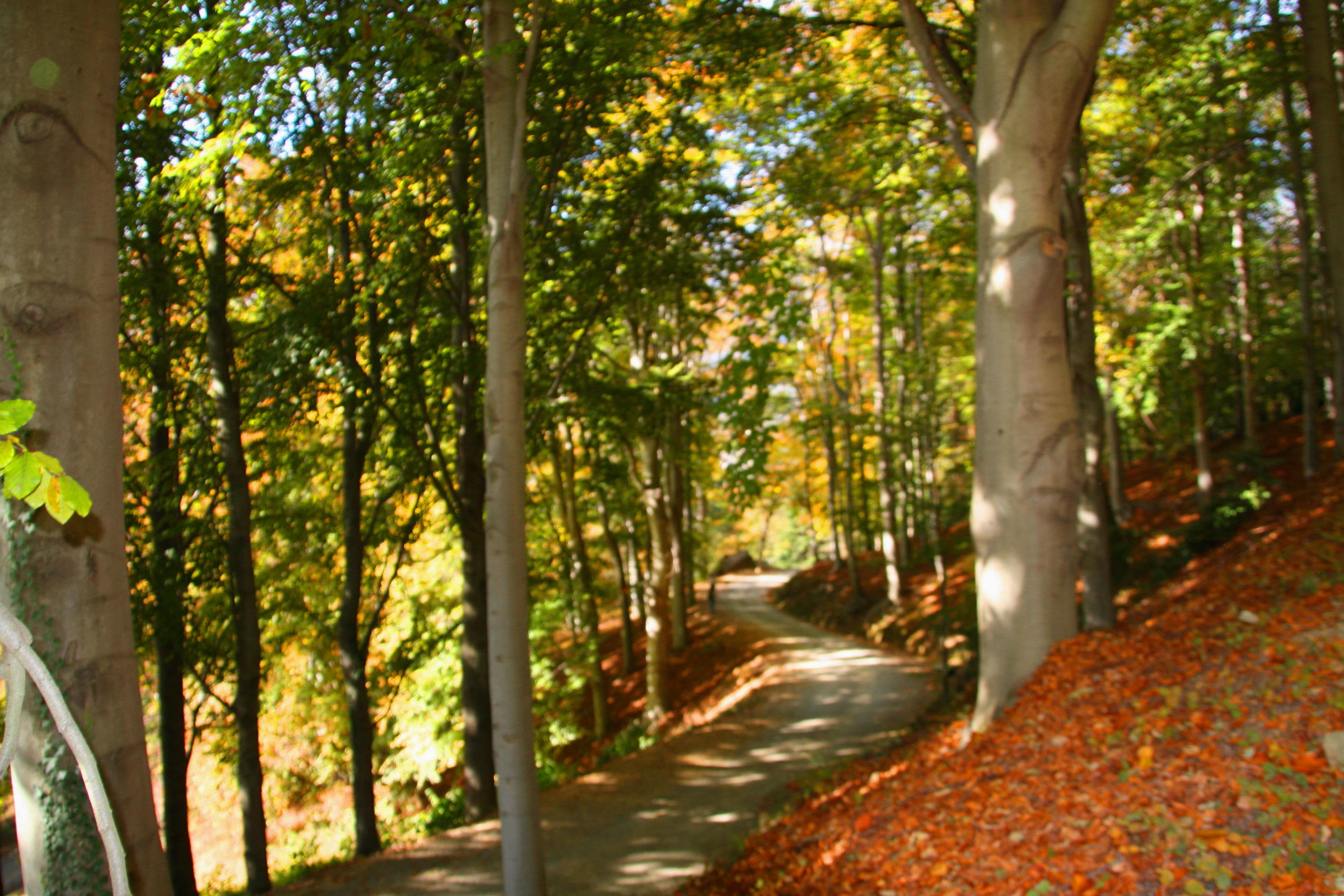 parco_burcina