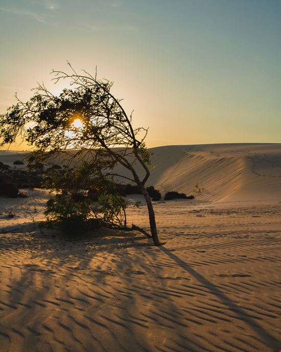 Fuerteventura Il parco delle dune stock.adobe.com 